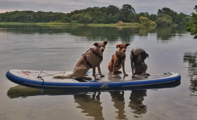 Foto von clickdogs - Hundeschule