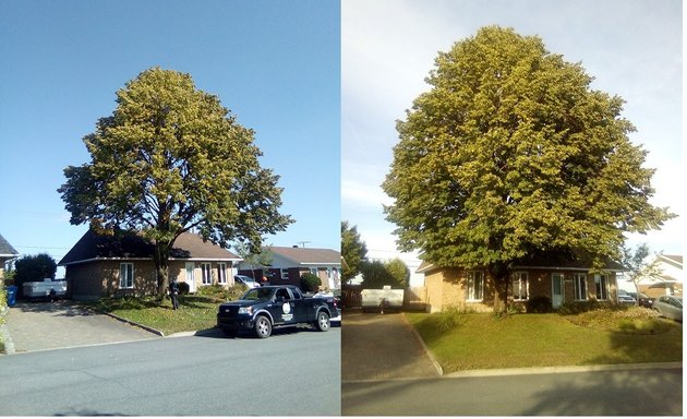 Photo of L'Arbre Urbain