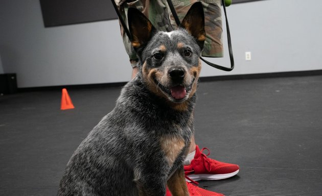 Photo of Gemini K9 Obedience & Training Equipment