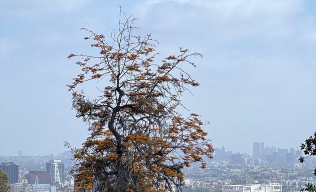 Photo of Runyon Canyon Park