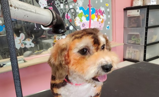 Photo of Bubbles Dog Grooming