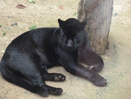 写真 ヒョウ・ユキヒョウ・ジャガー舎