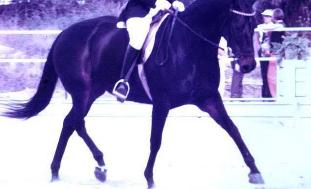 Photo of Jane McLoud Dressage