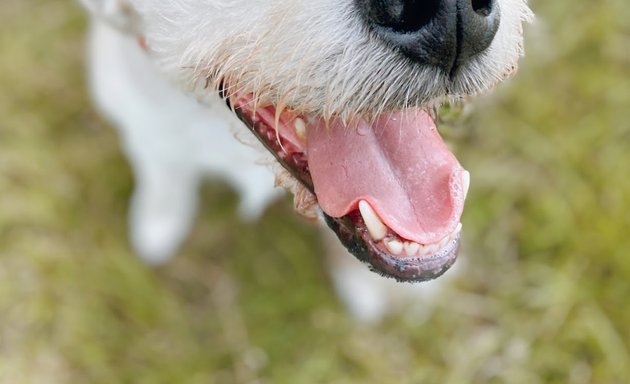 Photo of Happy Hounds Coventry Dog Walking and Day Care