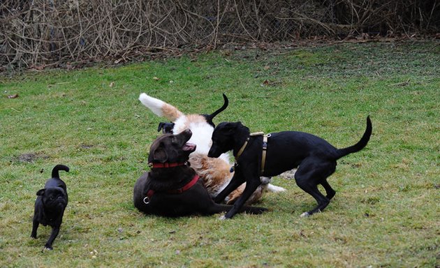 Foto von SIRIUS® Hundeschule München | Leitung Tierärztin Dr. Astrid Schubert