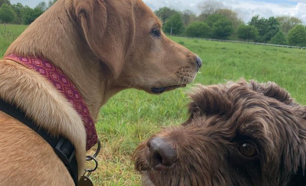 Photo of Oli and Pawtner - Dog Walker of York