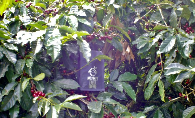 Foto de Café Monkey Fruit