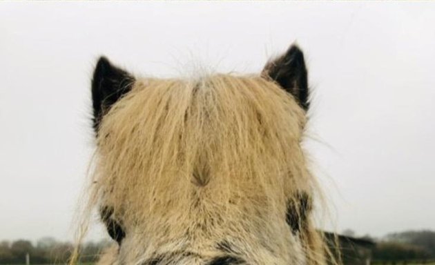 Photo of London Equine Therapy