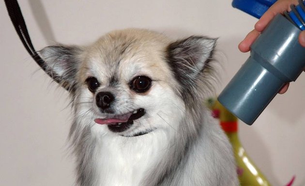 Photo of Woof and Ready Dog Grooming