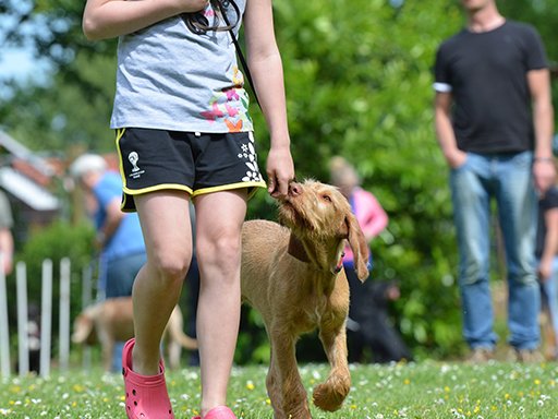 Photo of Klever Kanine Dog Obedience School