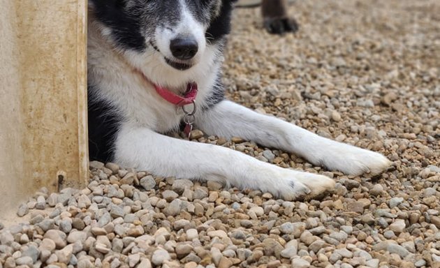 Photo of Playful Paws Saskatoon Urban