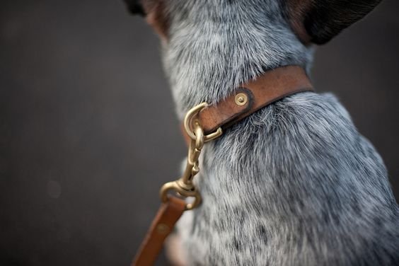 Photo of The Happy Dog - Dog Walking Service