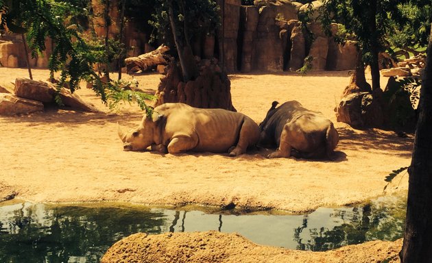 Foto de BIOPARC Valencia