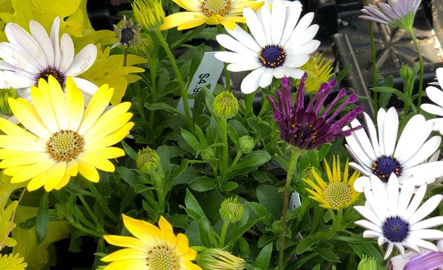 Photo of West Seattle Nursery & Garden Center