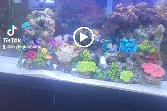 Photo of Reef Ryders Aquarium Service And Maintenance