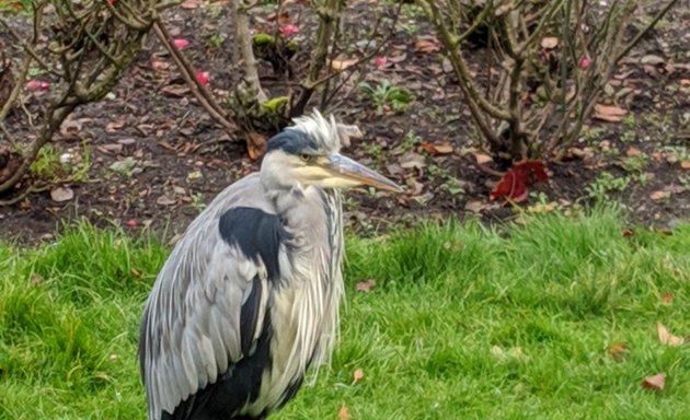 Photo of Carshalton Ponds