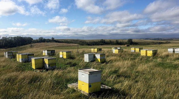 Photo of USDA - Agricultural Research Service