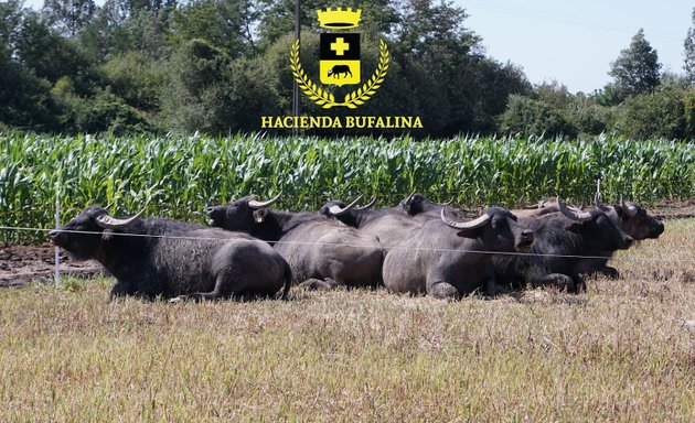 Foto de Hacienda Bufalina