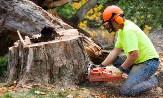 Photo of Budget Tree Removal Service