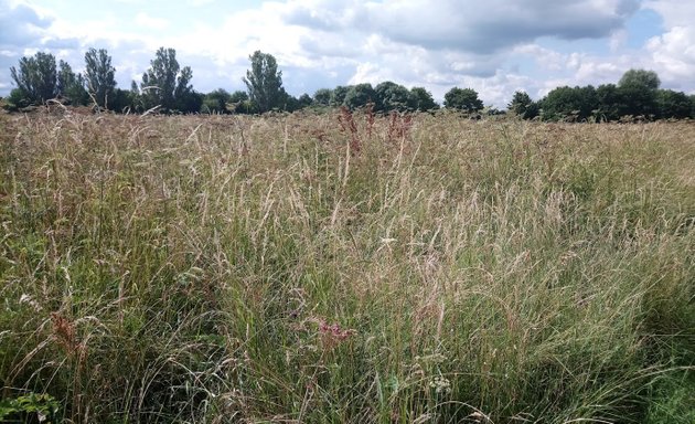 Photo of Bittern's Field