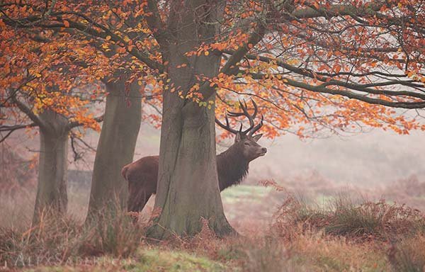 Photo of Alex Saberi Richmond Park Photos