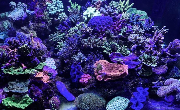 foto Fish & Corals