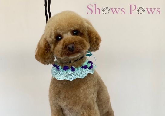 Photo of Shaws Paws