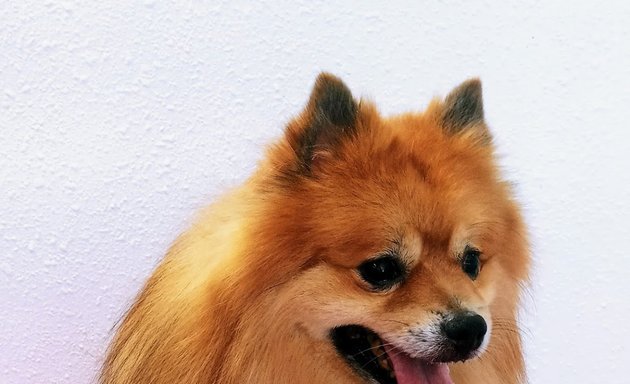 Foto de Peluqueria Canina " Ponle Guapo "