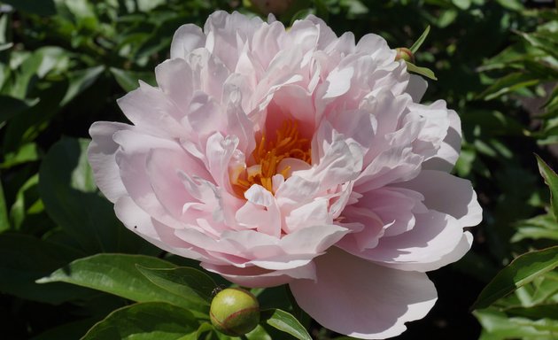 Photo of Prairie Peonies Display Garden