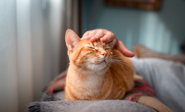 Photo of Riverside Animal Hospital