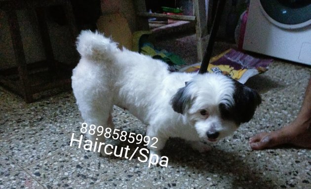 Photo of Max pet grooming Services