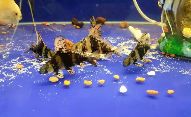 Photo of Fish Cluster Aquarium 聚鱼阁水族馆