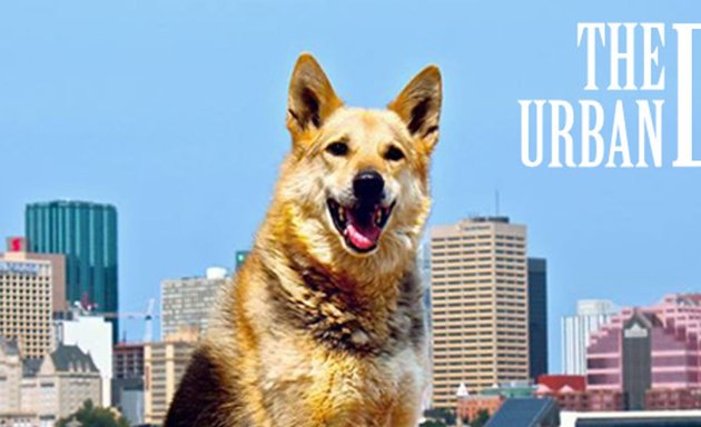 Photo of The Urban Dog Dog Daycare