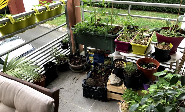 Photo de Adopte ma tomate - jardiner à plusieurs