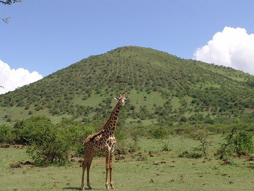 Photo of Sirunga Kenya Safaris