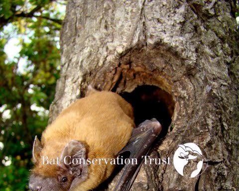 Photo of Bat Conservation Trust