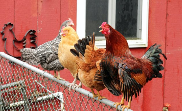 Photo of Neidermyer's Poultry