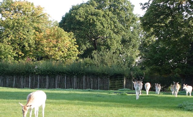 Photo of Clissold Park Deer