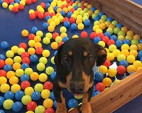 Photo of DogsZone - Dog Daycare Centre (Warrington)