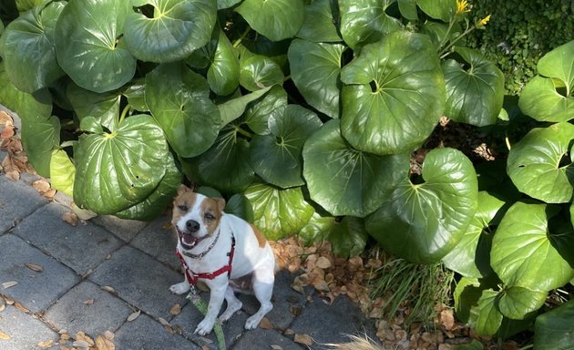 Photo of South Tampa Dog Walking & Pet Sitting