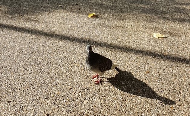 Photo de Pêche aux Canards