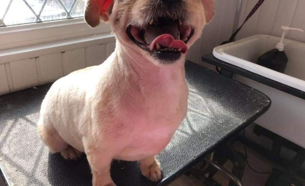 Photo of hannah's friends dog grooming