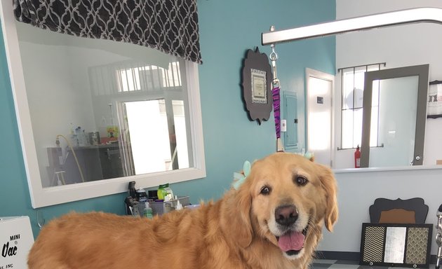 Photo of Paws & Bows Pet Grooming