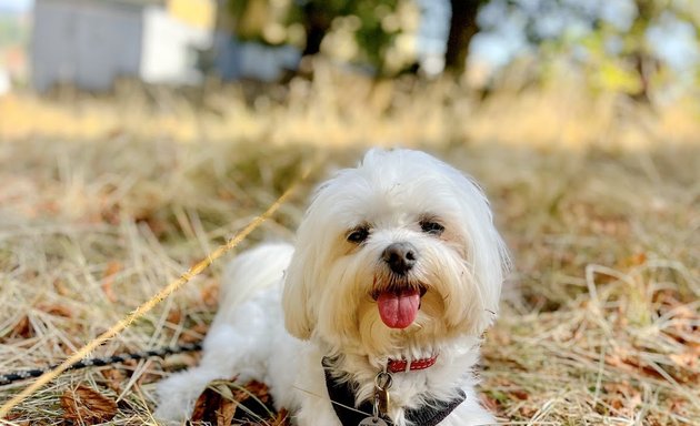 Photo of Leah's Lapdogs