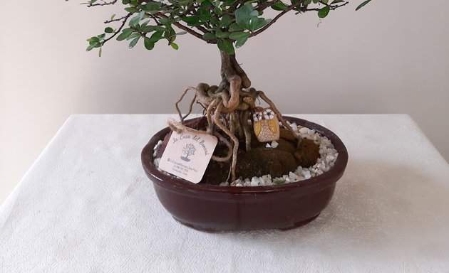 Foto de La Casa del Bonsai