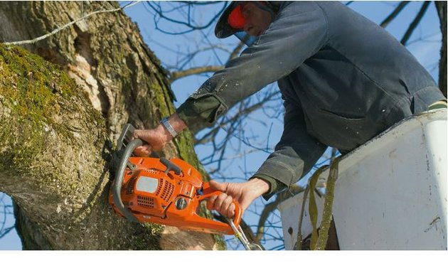 Photo of Top Notch Tree Experts