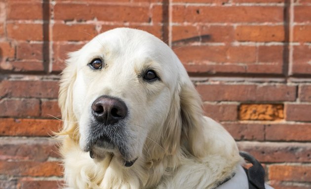 Photo de Chiens Guides d'Aveugles du Grand Sud Ouest