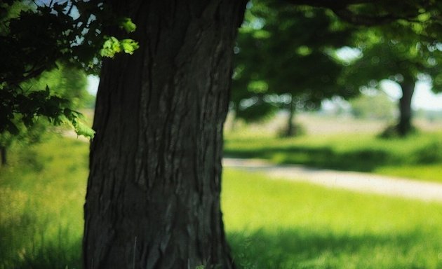 Photo of Arborist Reporter