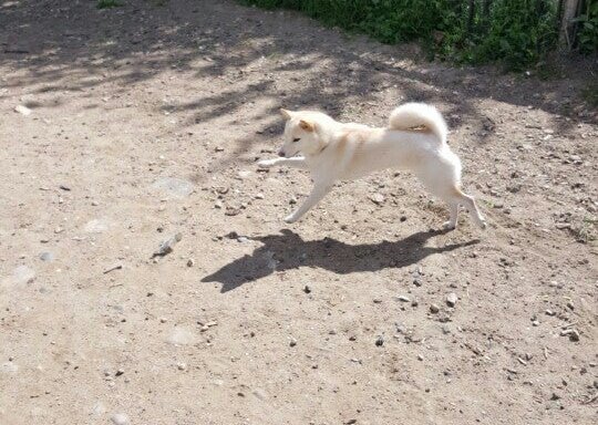Photo of Bugsy's Dog Run