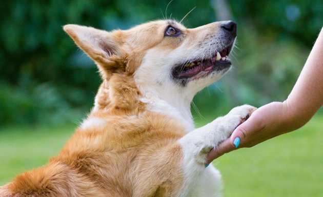 Photo of Reality Dog Training